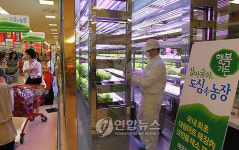 롯데마트, 서울역 매장서 상추 재배해 판매