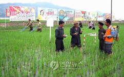 논벼관리 하는 농장원들