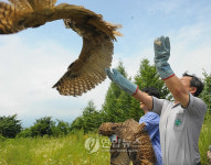 강원대 동물구조센터, 야생동물 치료 후 방사