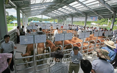 강릉 가축경매시장 개장