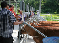 강릉 가축경매시장 개장