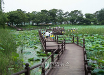 <카메라뉴스> 진주 강주연못의 연꽃 향연