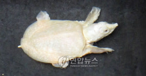 온 몸이 햐얀 자라