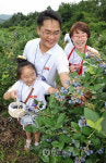 돌(Dole), 가족과 함께 블루베리 농장체험