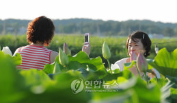 강릉 풍호 연꽃 마을로 오세요