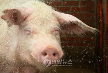 돼지의 미소 아, 시원하다