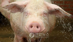 돼지의 미소 아, 시원하다