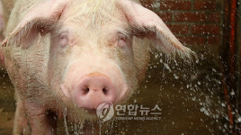 돼지의 미소 아, 시원하다
