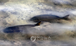 시가지 중심 하천에 물고기 펄떡