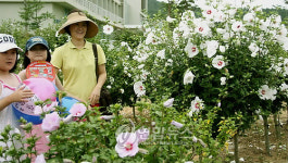 천리포수목원에 무궁화 활짝