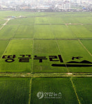 해남에 대형 논 그림 땅끝누리 눈길