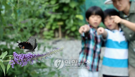 나비 신기해요
