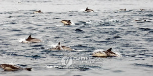 동해서 11년만에 돌고래 최다 발견
