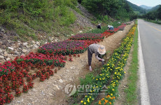 <카메라뉴스> 무주 부남 금강변, 꽃길로 단장
