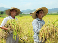 올해도 풍년일세