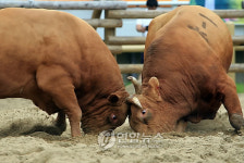 모래판을 뚫어버릴 기세