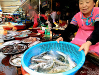마산 漁시장 축제..펄떡이는 전어