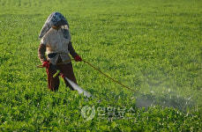 제주 우도서 황금땅콩 캐볼까