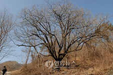 천연기념물 예고 고염나무