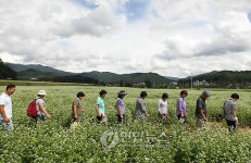 소금을 뿌려 놓은 듯 활짝 핀 메밀꽃