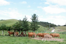 한우도 파란 하늘이 반가워