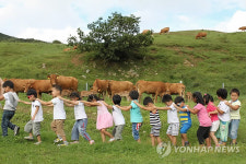 풀밭에서 한우와 놀아요
