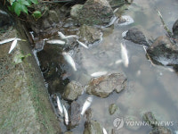 안산 반월천서 물고기 떼죽음