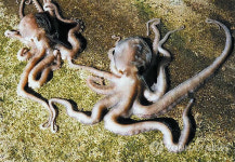 낙지ㆍ문어 머리에 기준치 초과 카드뮴