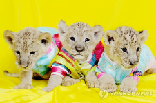 에버랜드 한가위 민속 한마당