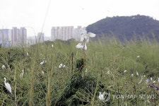 국내최대 백로 서식처 울산 삼호대숲 확장