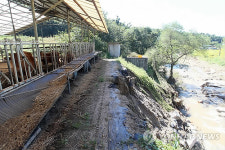 패어나간 축사 옆 하천 경사면