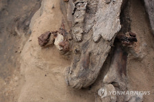 말 1마리 통째로 묻은 흉노무덤
