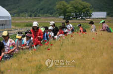 손벼베기.메뚜기잡기..강원도 농촌체험으로