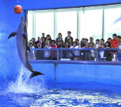 울산서 13일부터 365일 돌고래공연 열린다