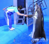 울산서 13일부터 365일 돌고래공연 열린다