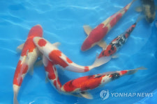 진천서 관상어 품평회
