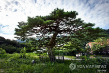 양양군 명품소나무