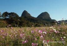 <카메라뉴스> 진안 마이산 입구 코스모스 만개
