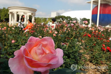 가을을 장미와 함께