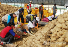농협 강원본부, 대관령서 씨감자 수확 일손돕기
