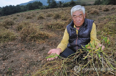 고랭지 배추뿐 아니라 곡류 농사도 망쳐