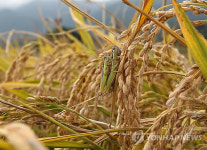 풍요로운 강릉의 황금 들녘