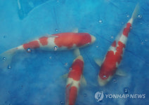 관상어 1마리 값은 얼마나 될까