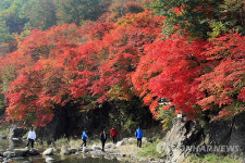 불타는 태백 철암 단풍