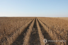 러시아 현대농장의 콩밭