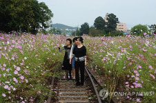 <카메라뉴스> 옛 남원역사 꽃 천지로 변모