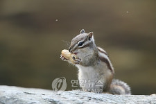 국립공원 도토리 대량 채취하면 3년이하 징역형