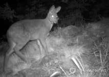 DMZ서 촬영된 멸종위기 동물들-사향노루