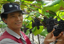 FTA 이겨낸 남원 포도