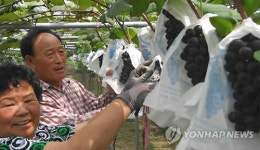 FTA 이겨낸 남원 포도
